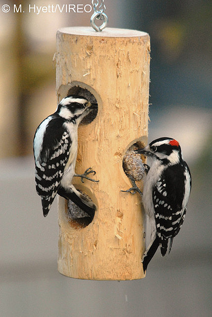 Downy Woodpecker